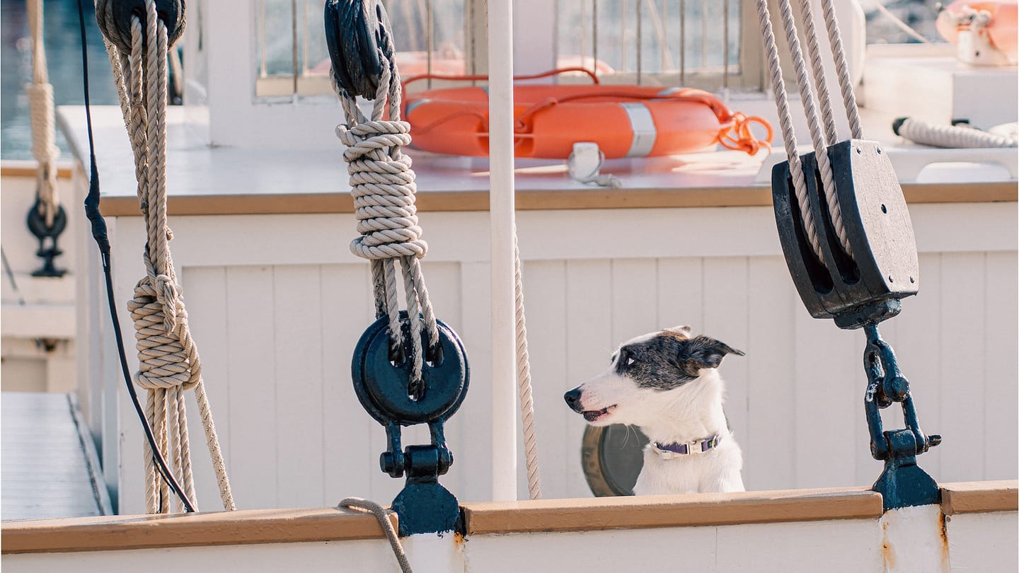 Dog standing on the deck of a moored sailboat