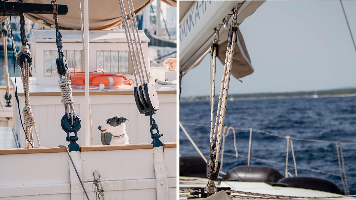 Dog positioned beside ropes and deck fittings