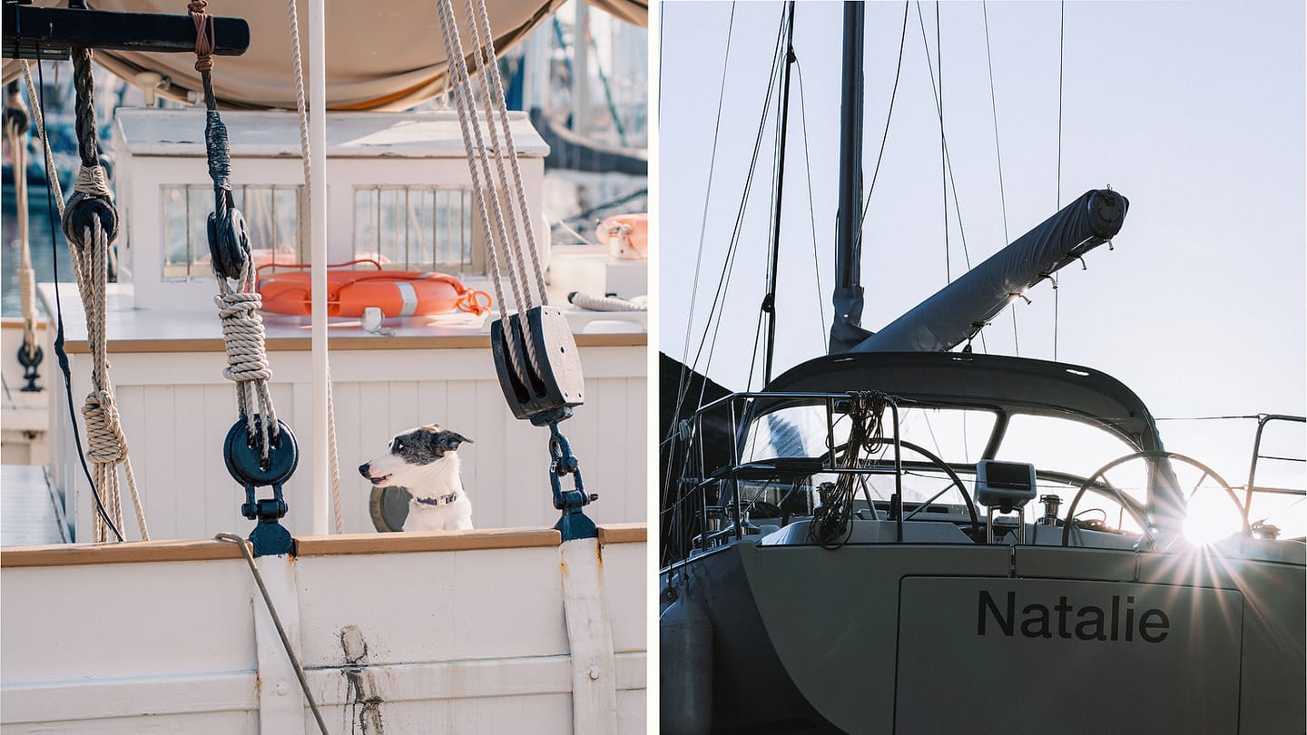 A dog beside a secured sailing boat at the dock